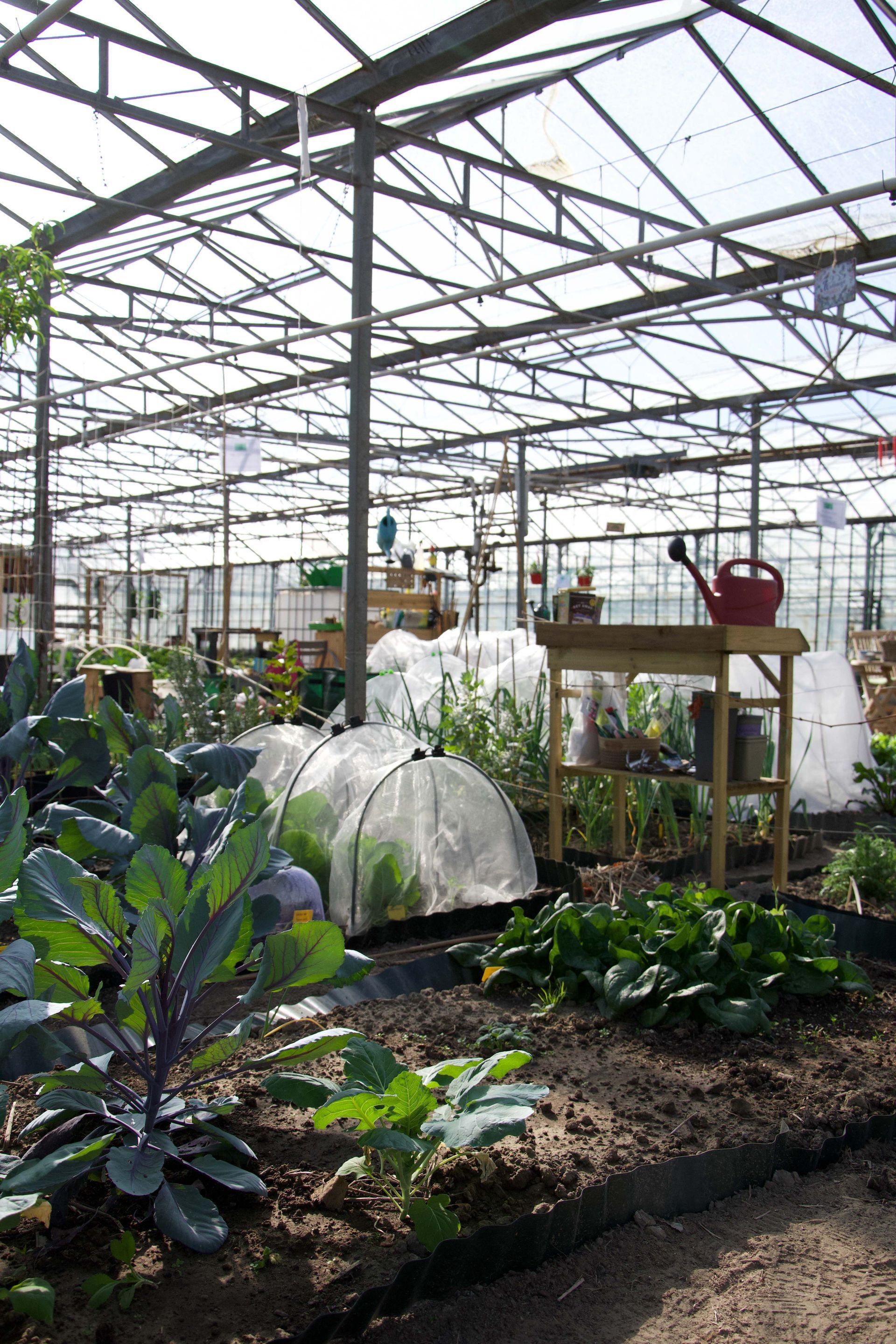 Moestuin Westland | Groene Dromers | Moestuinieren