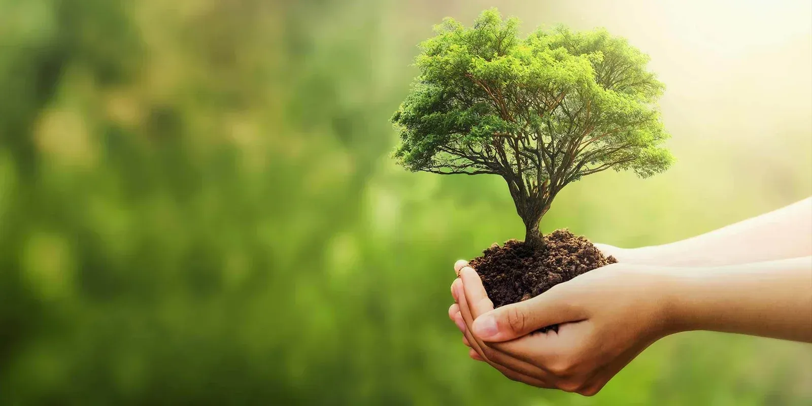 Una persona sostiene un pequeño árbol en sus manos.