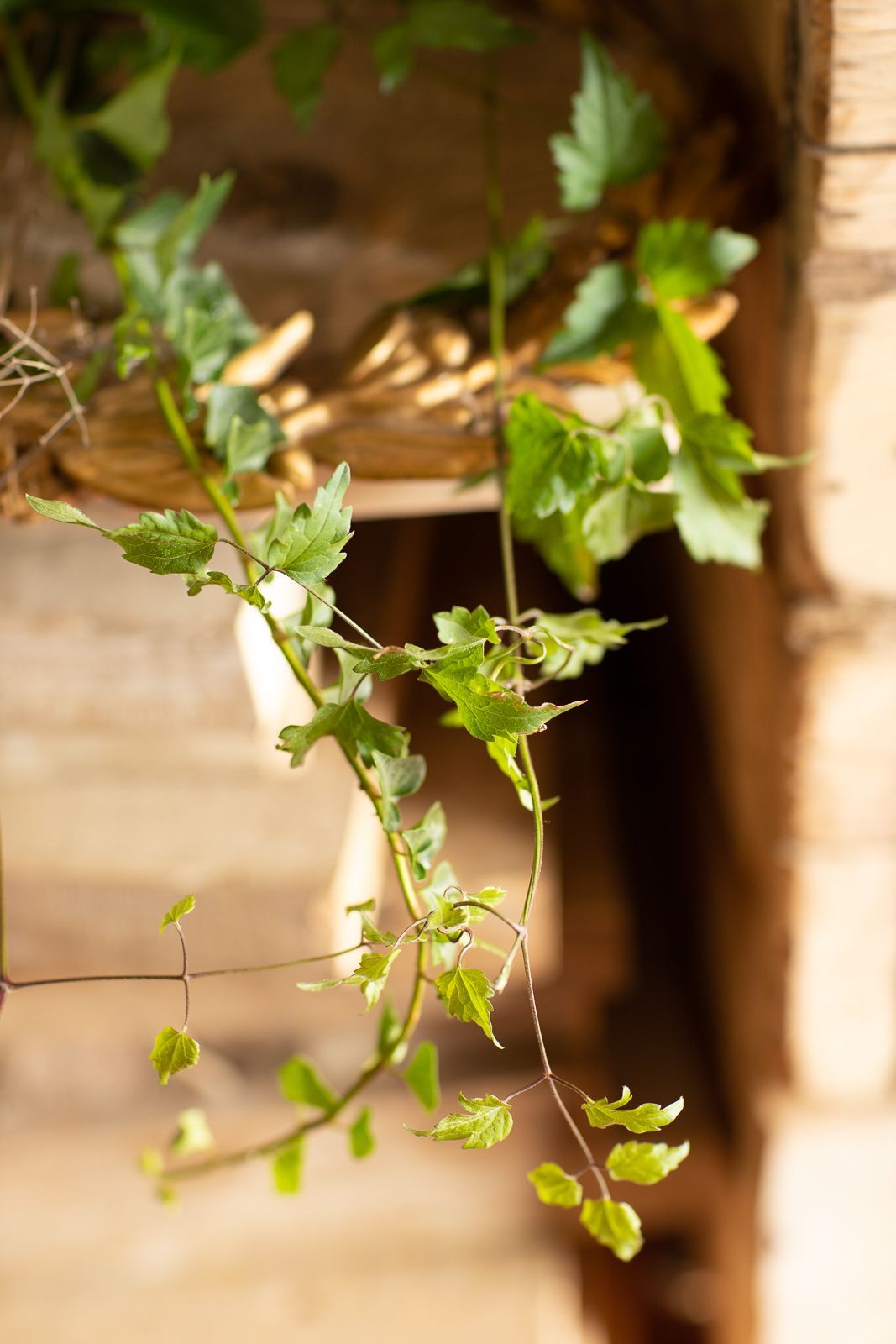 Vite verde con foglie seghettate, adagiata su assi di legno esposte alla luce del sole.