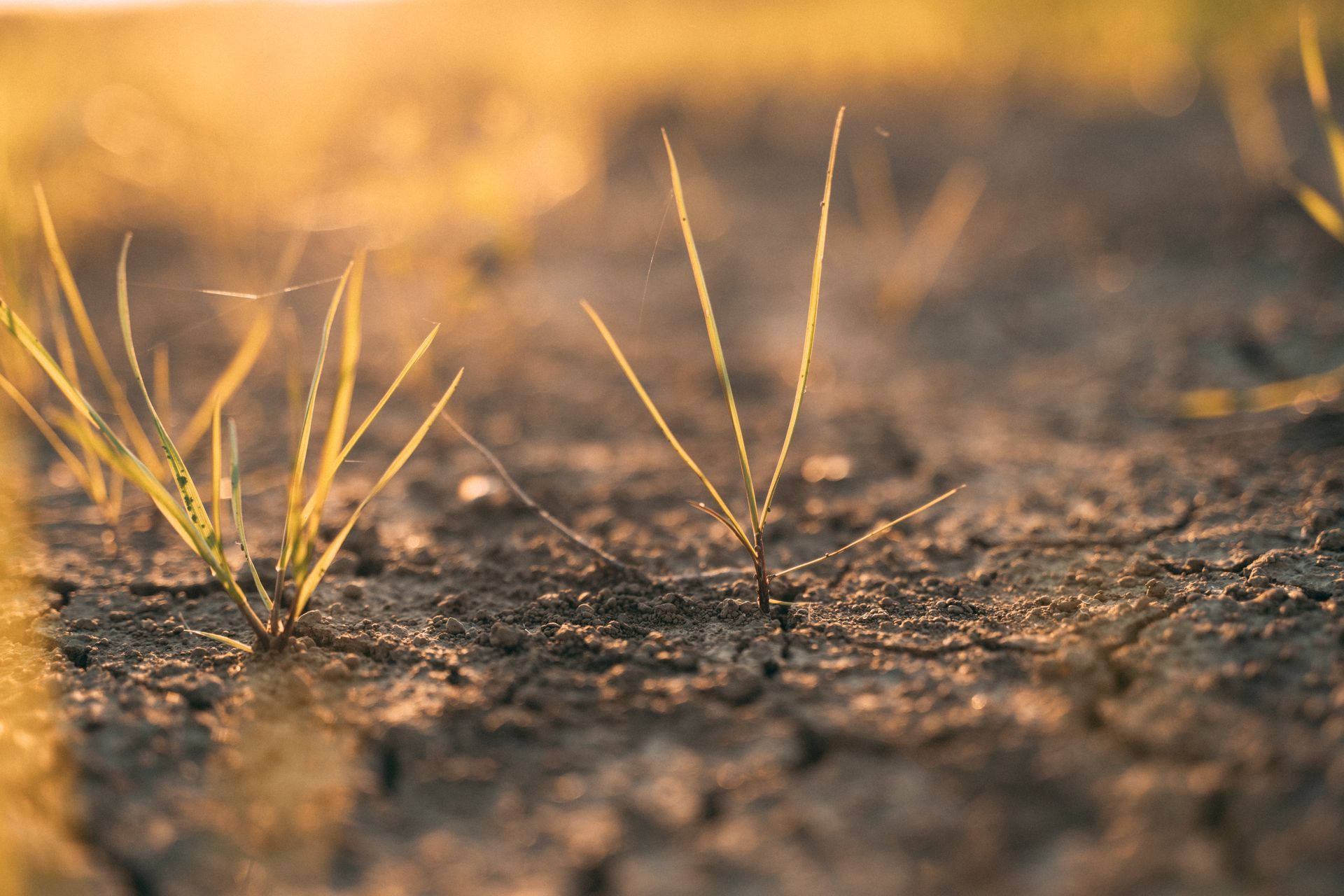 Terra secca e screpolata con fili d'erba esposti alla calda luce del sole.