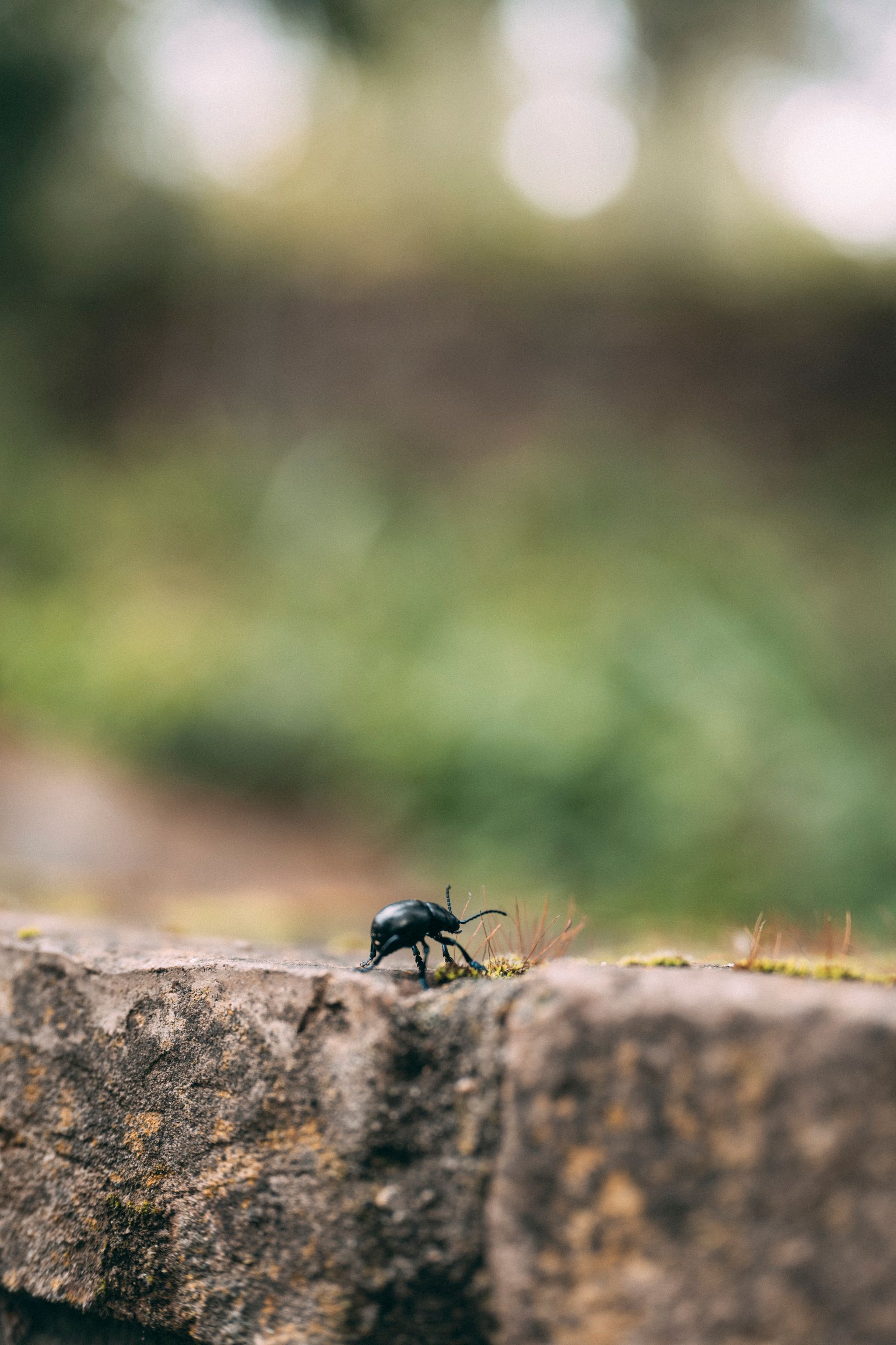 Scarabeo nero su un muro di pietra usurato, con uno sfondo sfocato verde e chiaro.