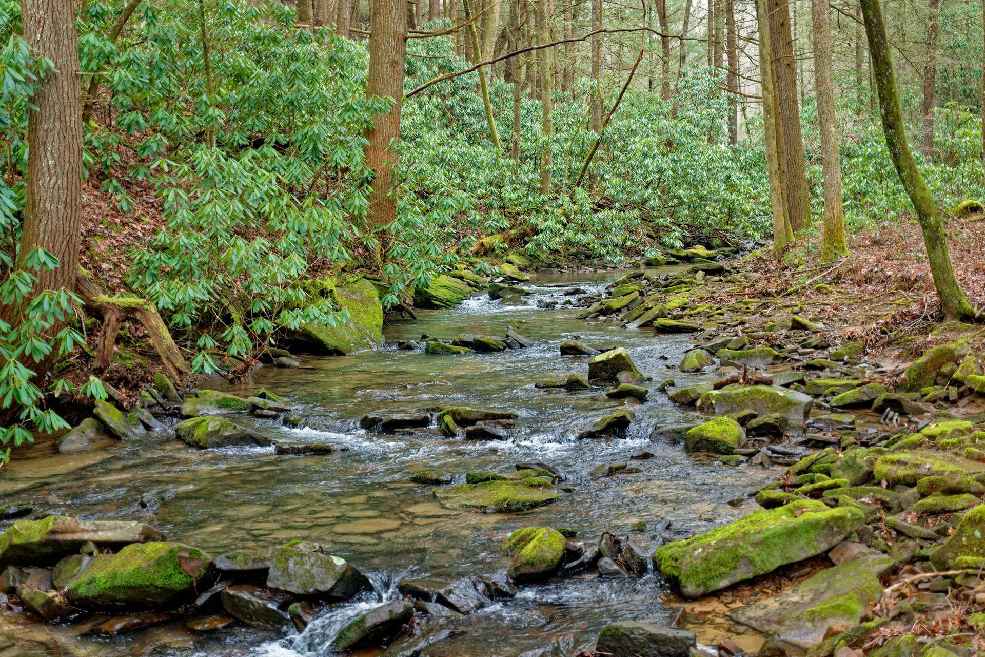Mossy forest stream flowing through tall trees and green undergrowth