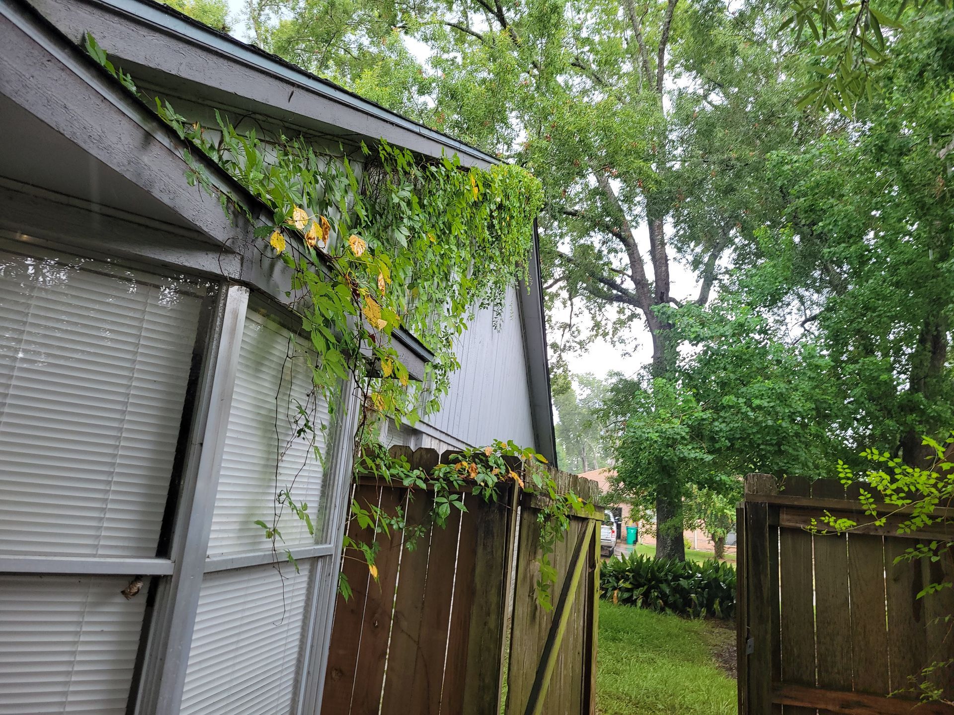 Green vines growing on a house's corner with a wooden fence in the foreground and trees in the background.