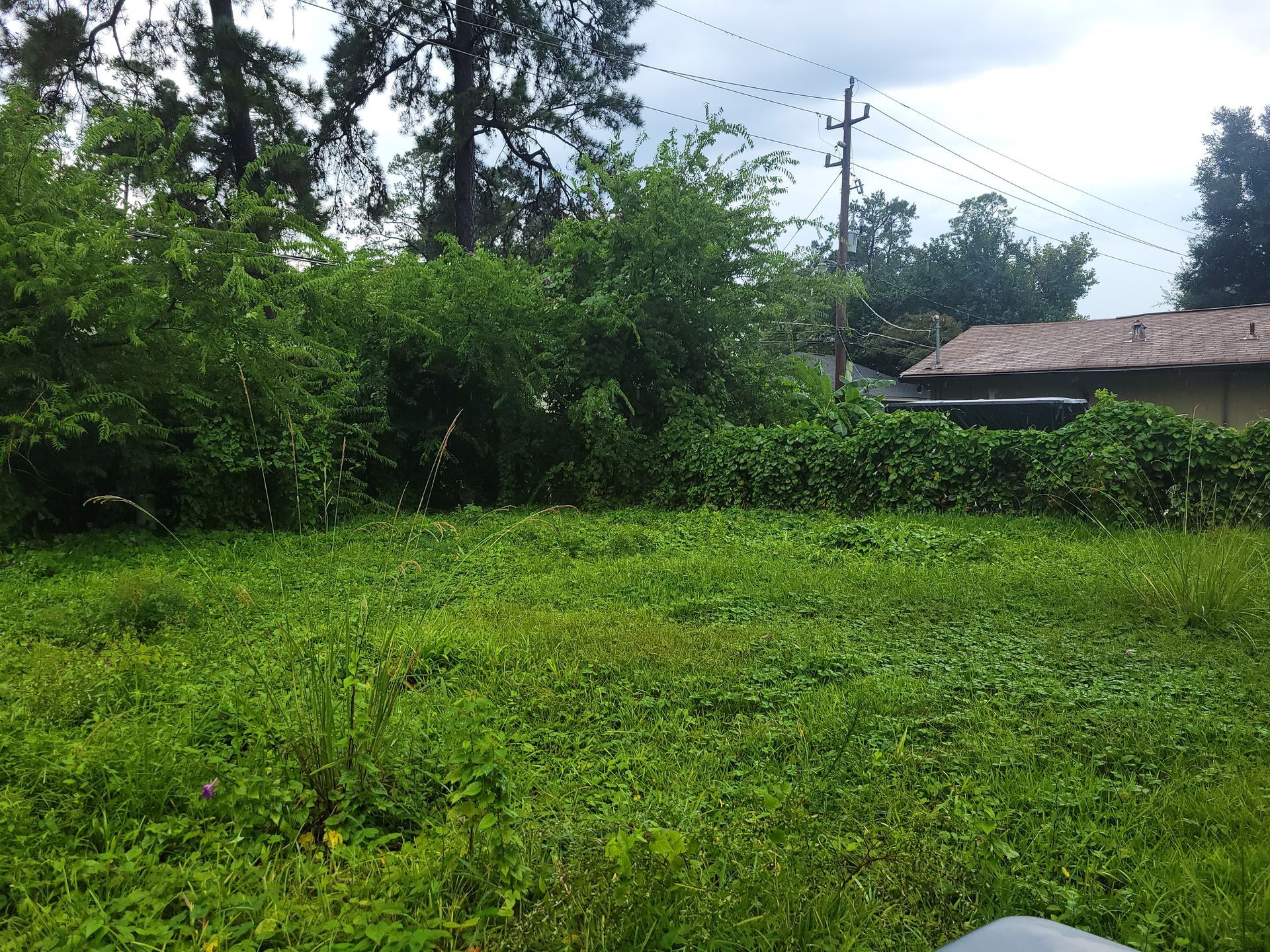 Grassy field with dense green bushes and trees, a house, and power lines under a cloudy sky.