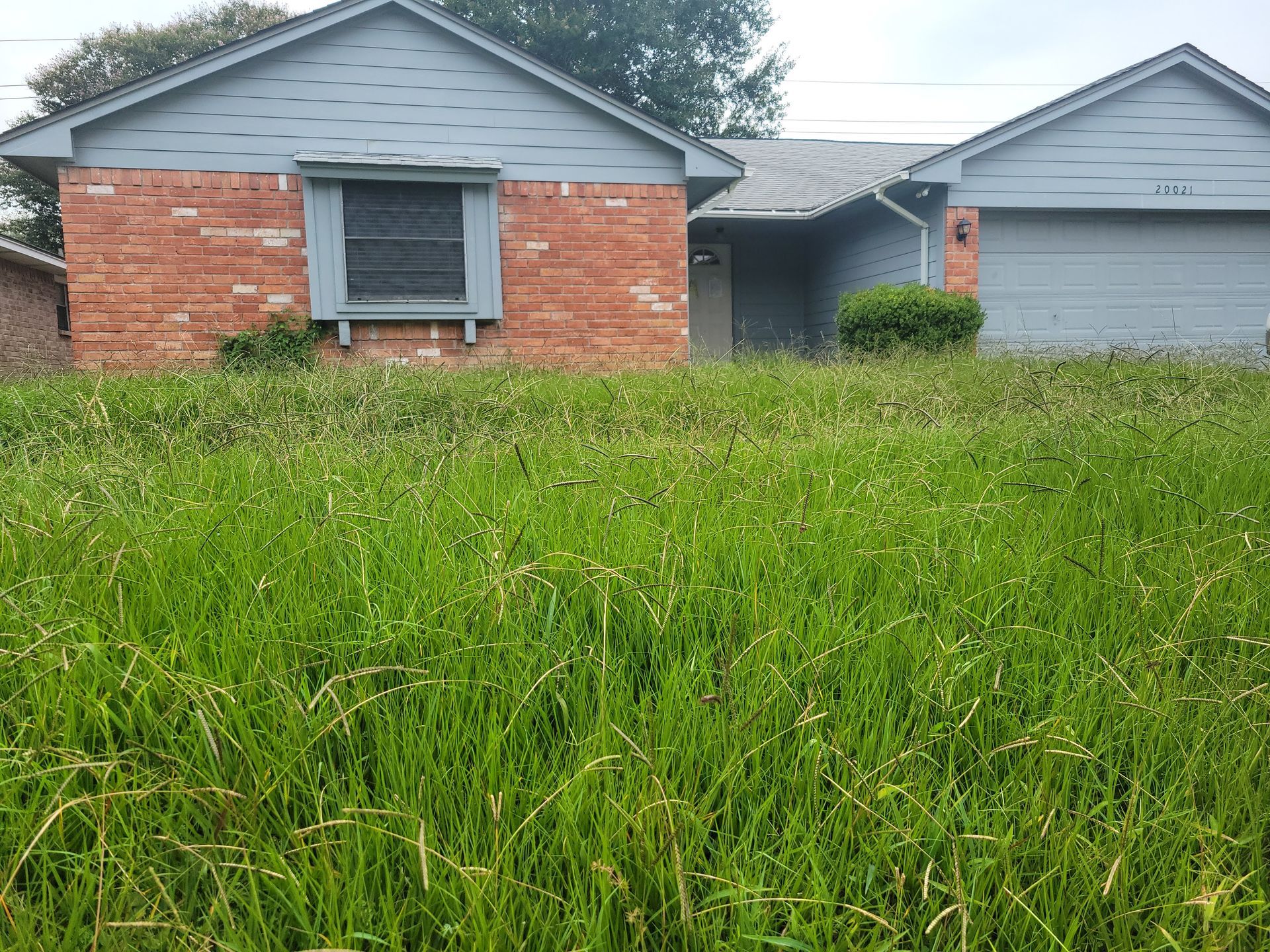 House with overgrown green grass in front. Brick and gray siding.