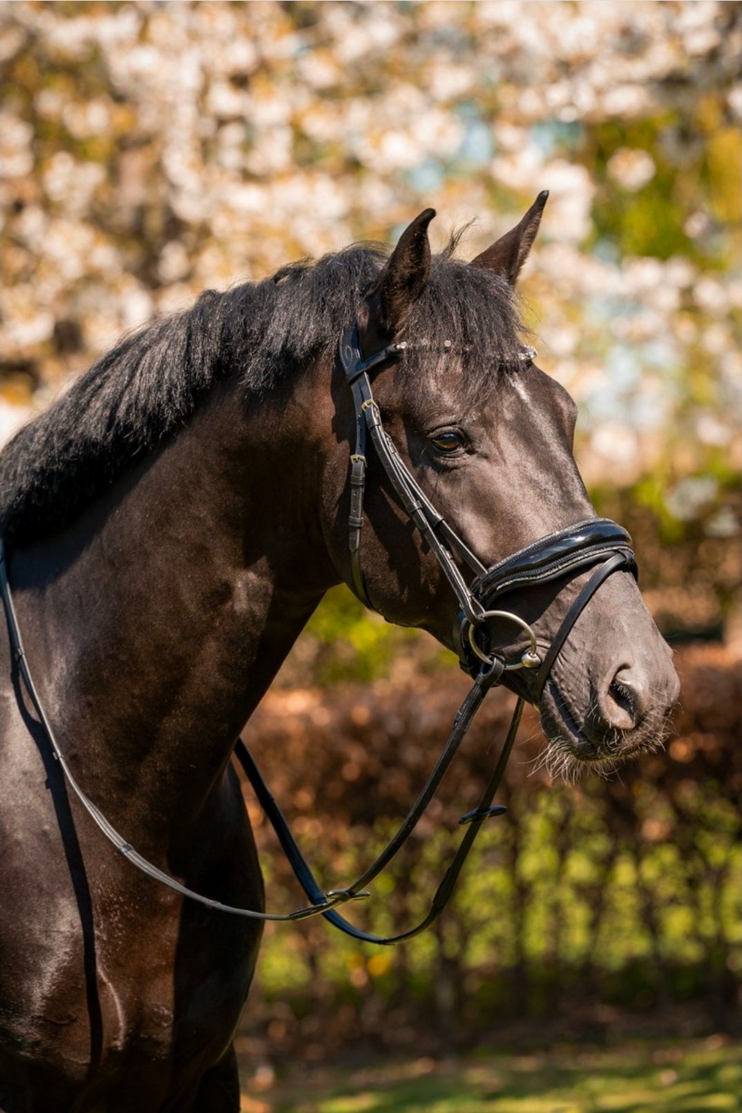 Zwart paard met hoofdstel, buiten met wazige bloeiende bomen op de achtergrond.