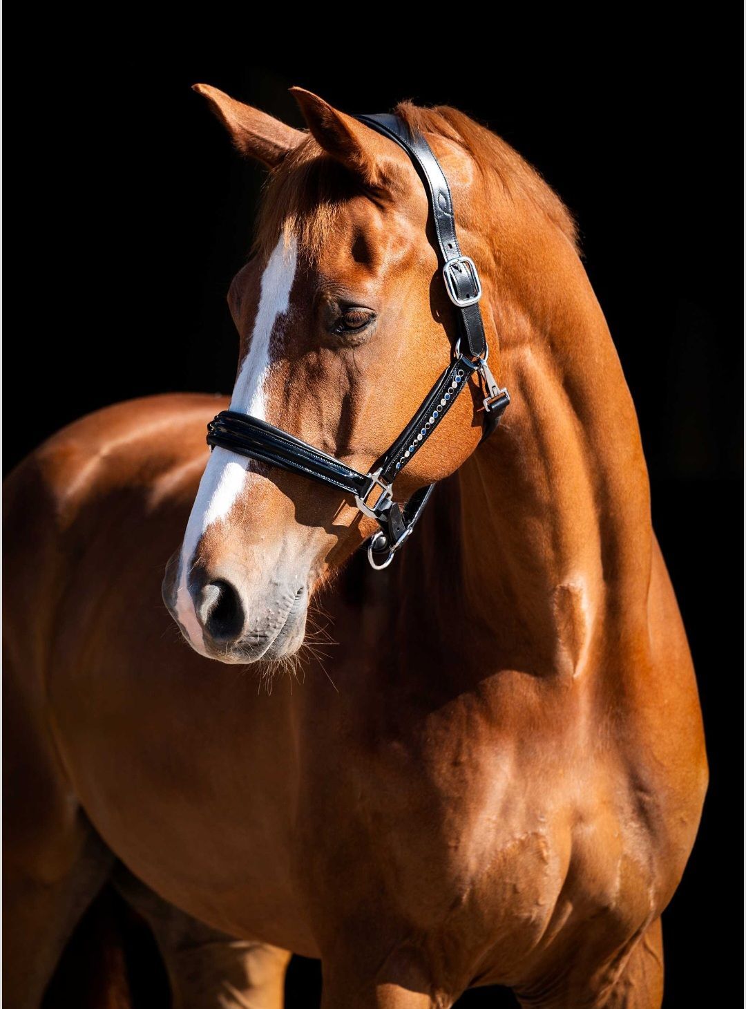 Kastanjebruin paard met witte bles, met een zwart halster, tegen een zwarte achtergrond.