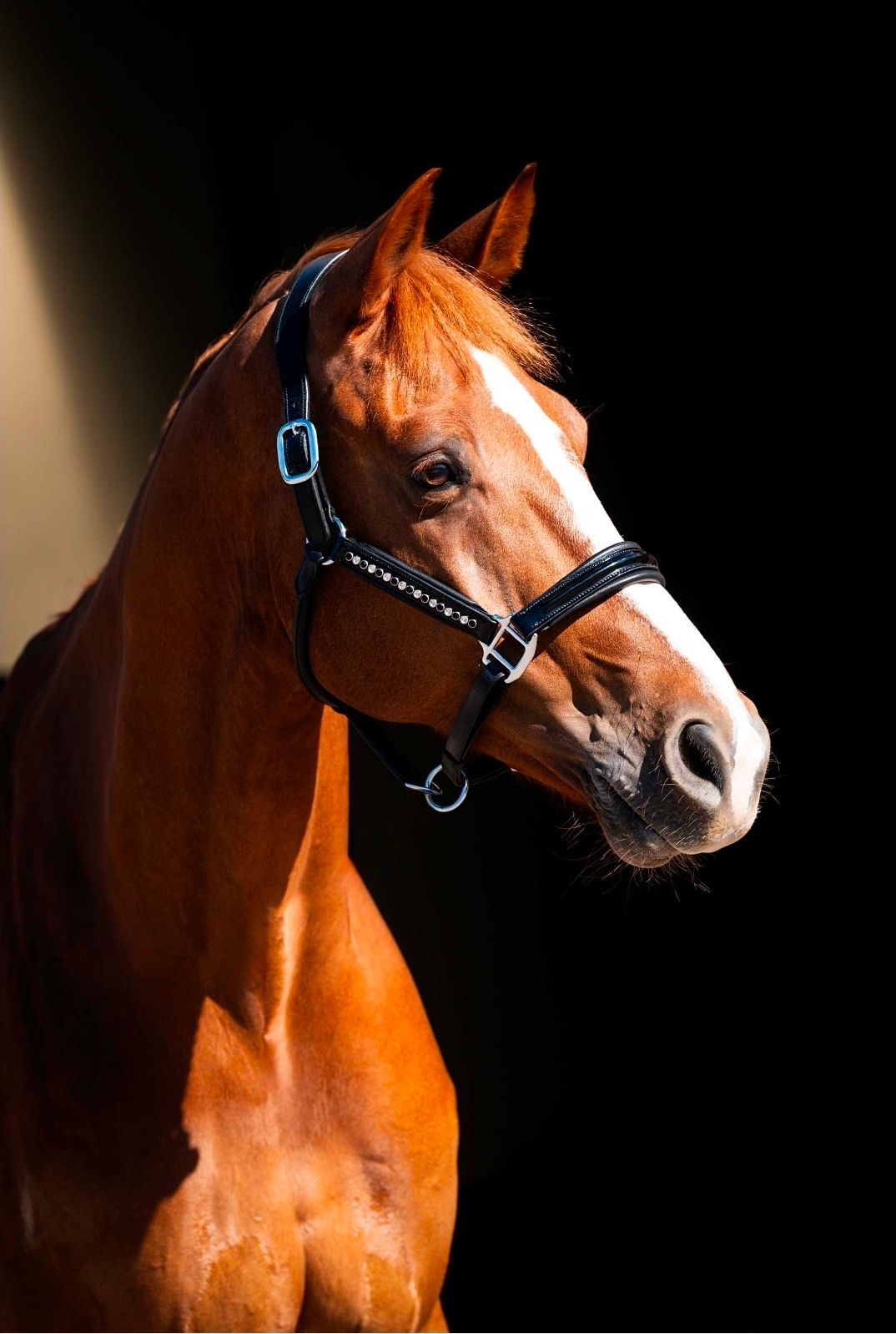Kastanjebruin paard met witte bles, met een zwart halster, tegen een zwarte achtergrond.