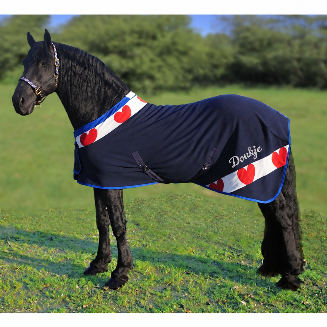 Zwart paard, gehuld in een donkerblauwe deken met rode en witte bies, staat buiten in het gras. Friesch showdeken Fries paard gepersonaliseerd bedrukt fries paard.