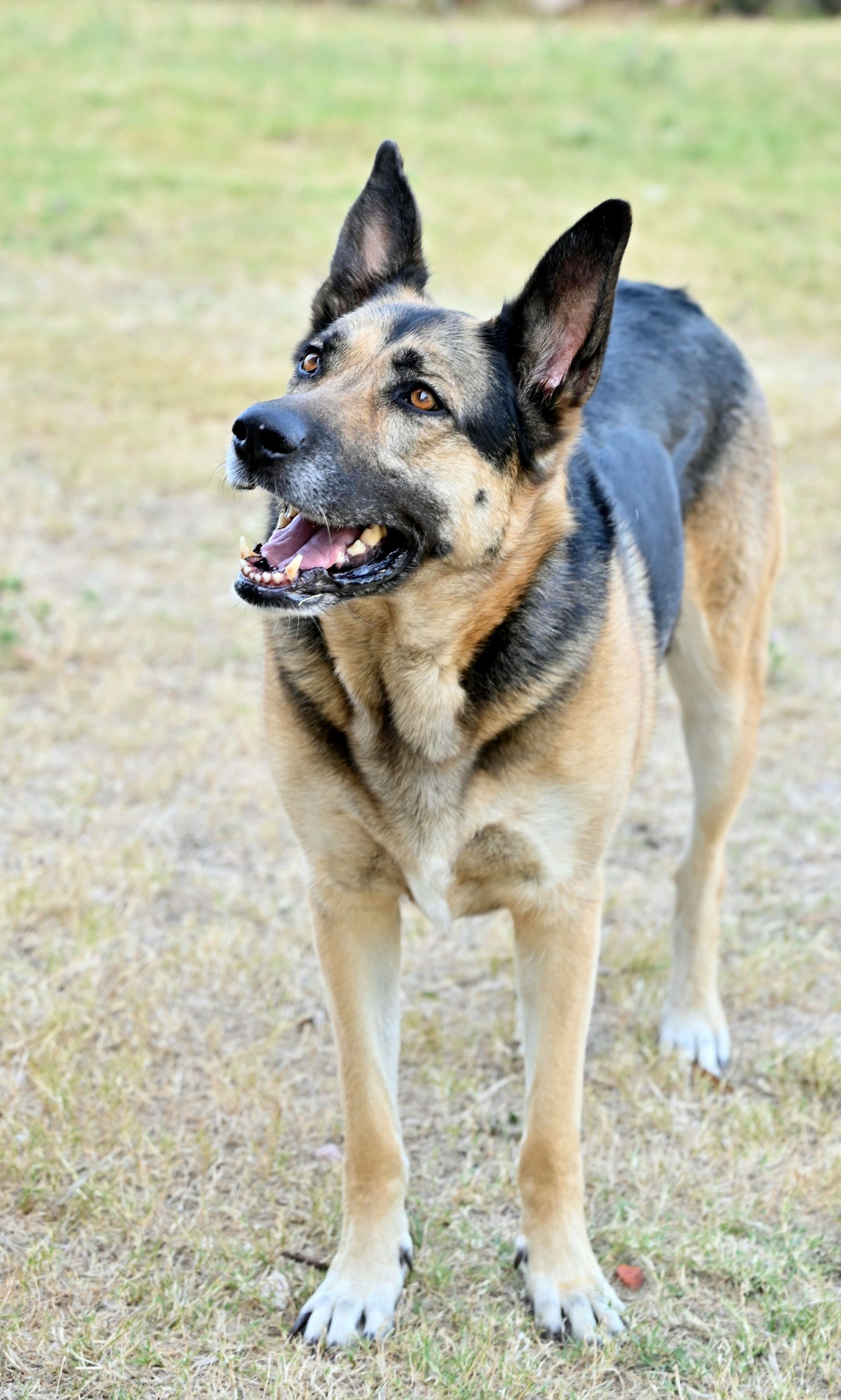 German Shepherd standing on grass, mouth open and ears up, outdoors.