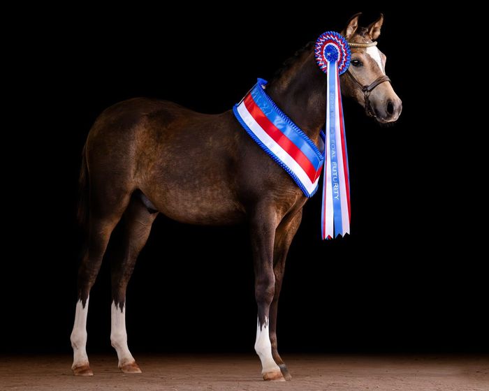Brown horse wearing a red, white, and blue ribbon against a black background