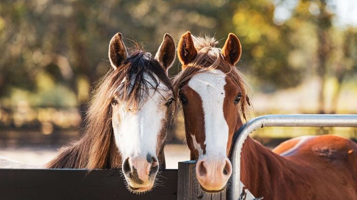Heaven Hill Ponies