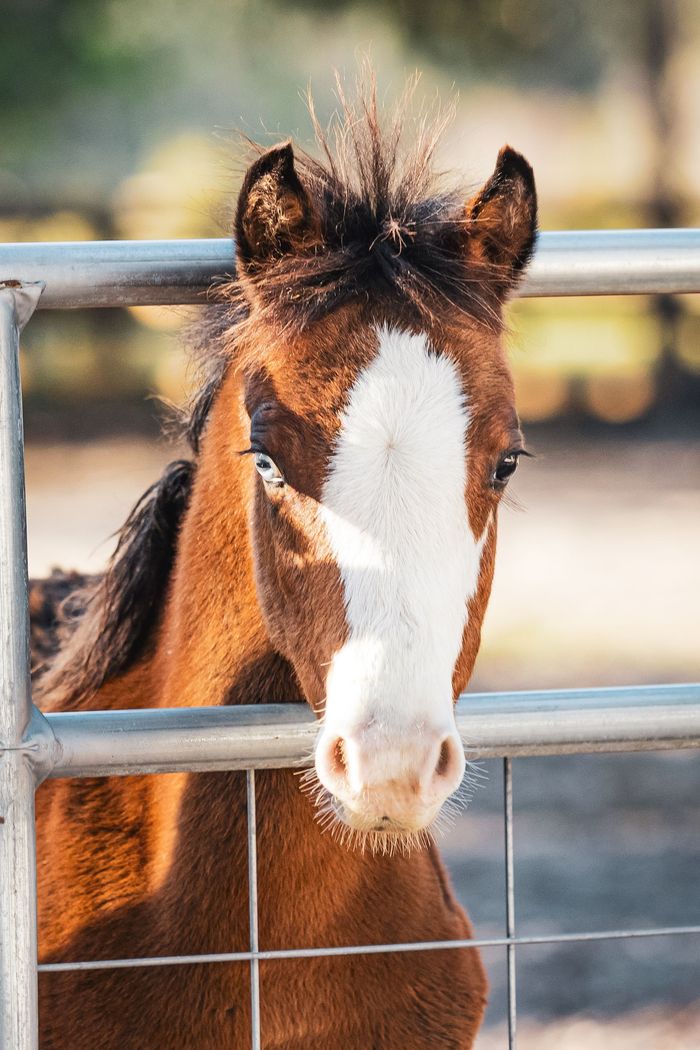 Brown and white foal behind a metal fence, looking forward with attentive expression.