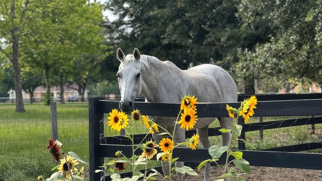 White horse behind a black fence, with yellow sunflowers in the foreground and trees behind.