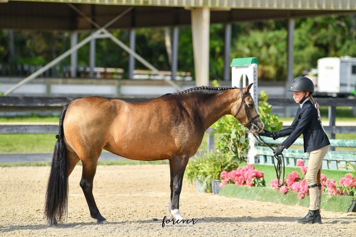 Horse and rider at equestrian event. Tan horse, black tack, rider in navy coat, beige pants, and black helmet.