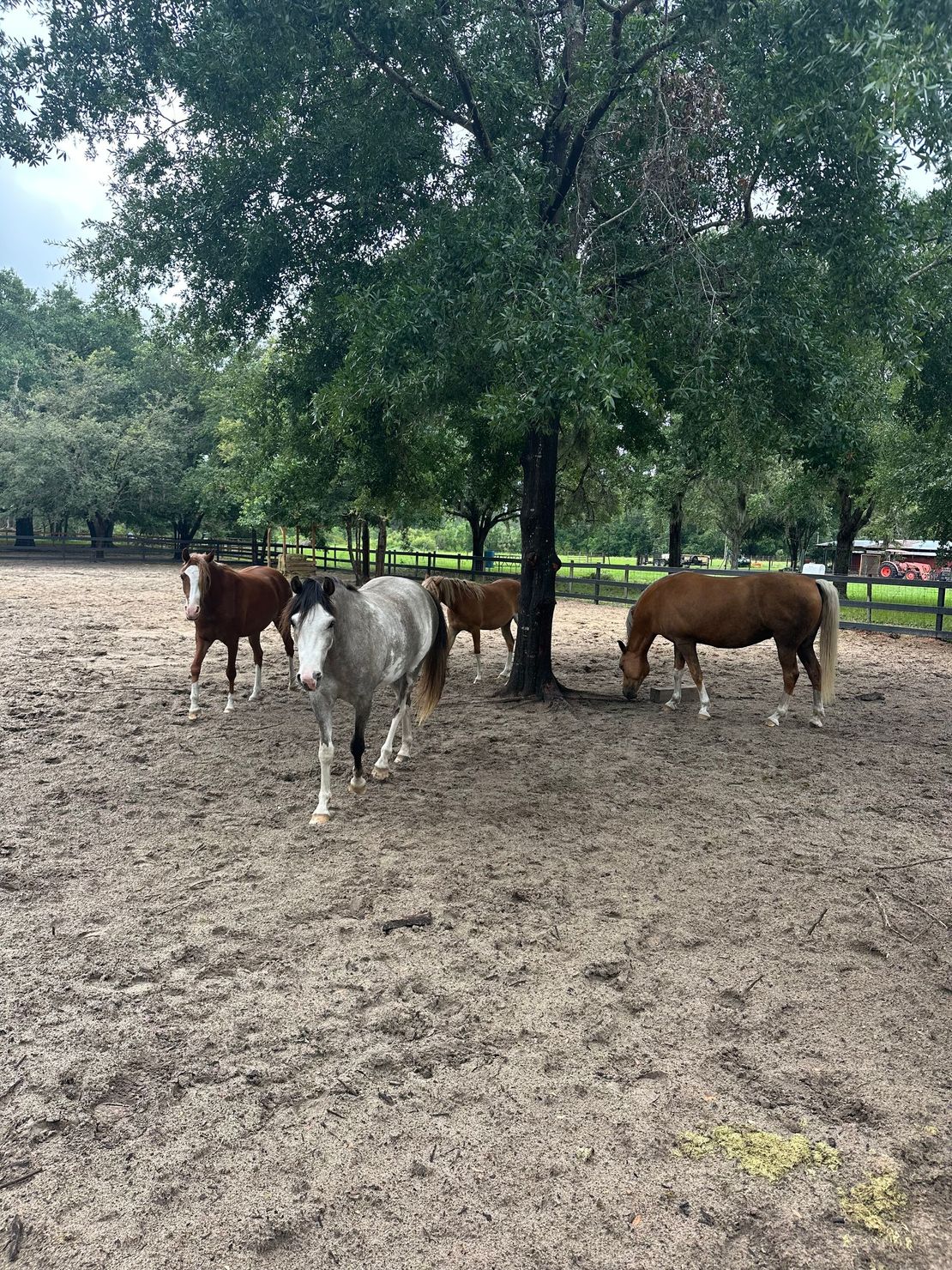 Three cows grazing under a large tree in a fenced pasture