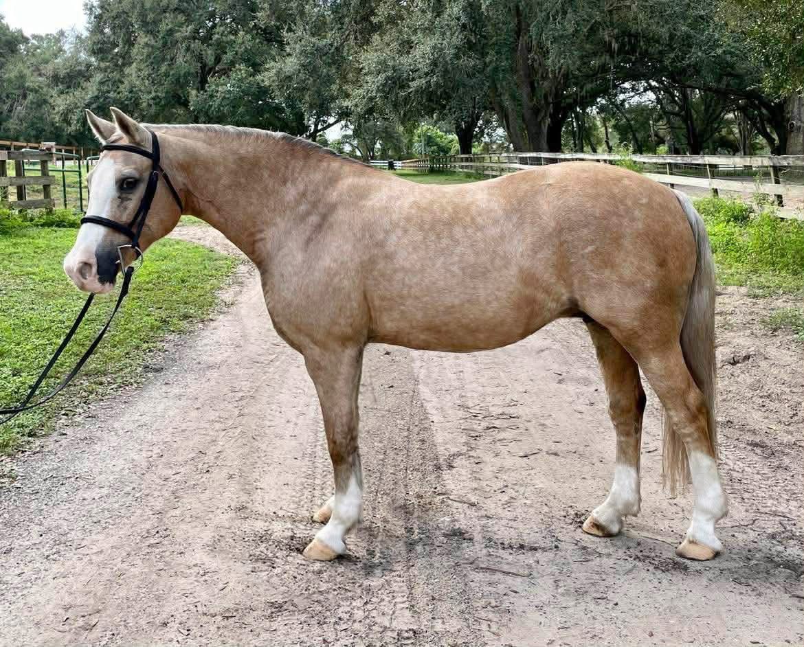 Tan horse standing on a gravel path with trees and a fence in the background