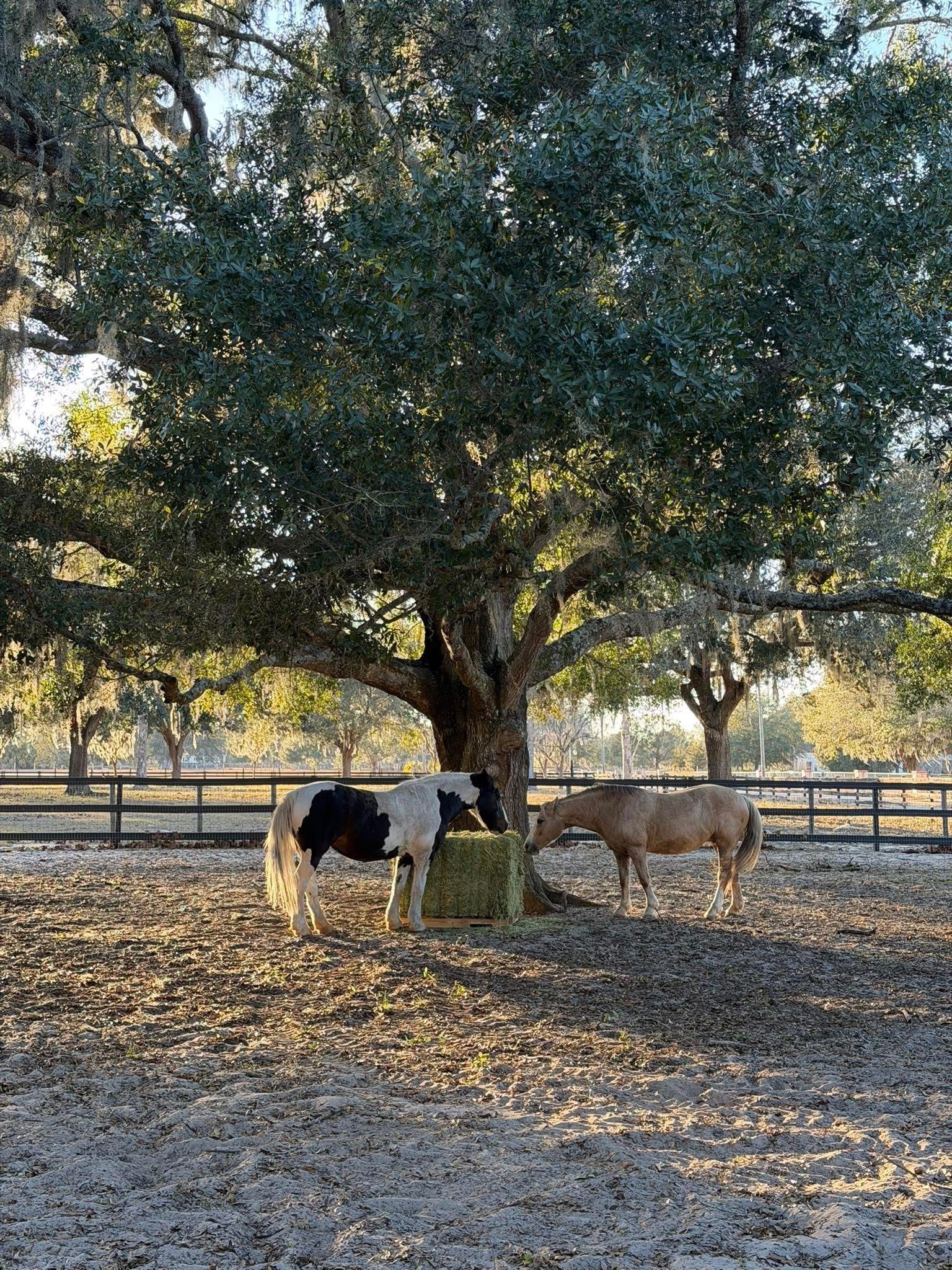 Cows grazing under a large tree in a fenced pasture covered with fallen leaves.