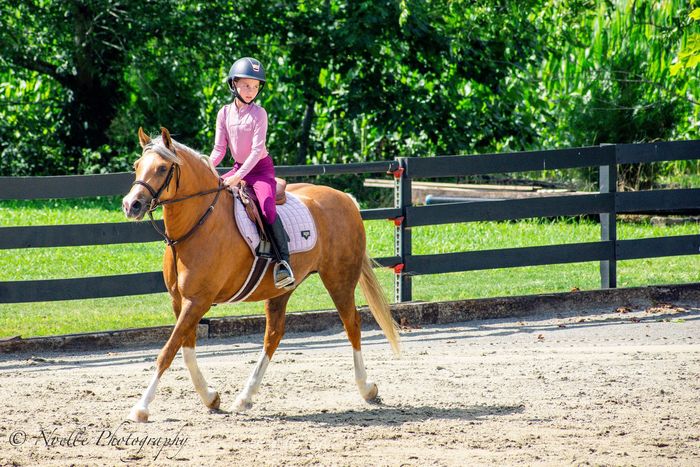 Person in pink riding gear on a tan horse in an outdoor arena with a black fence and green trees.