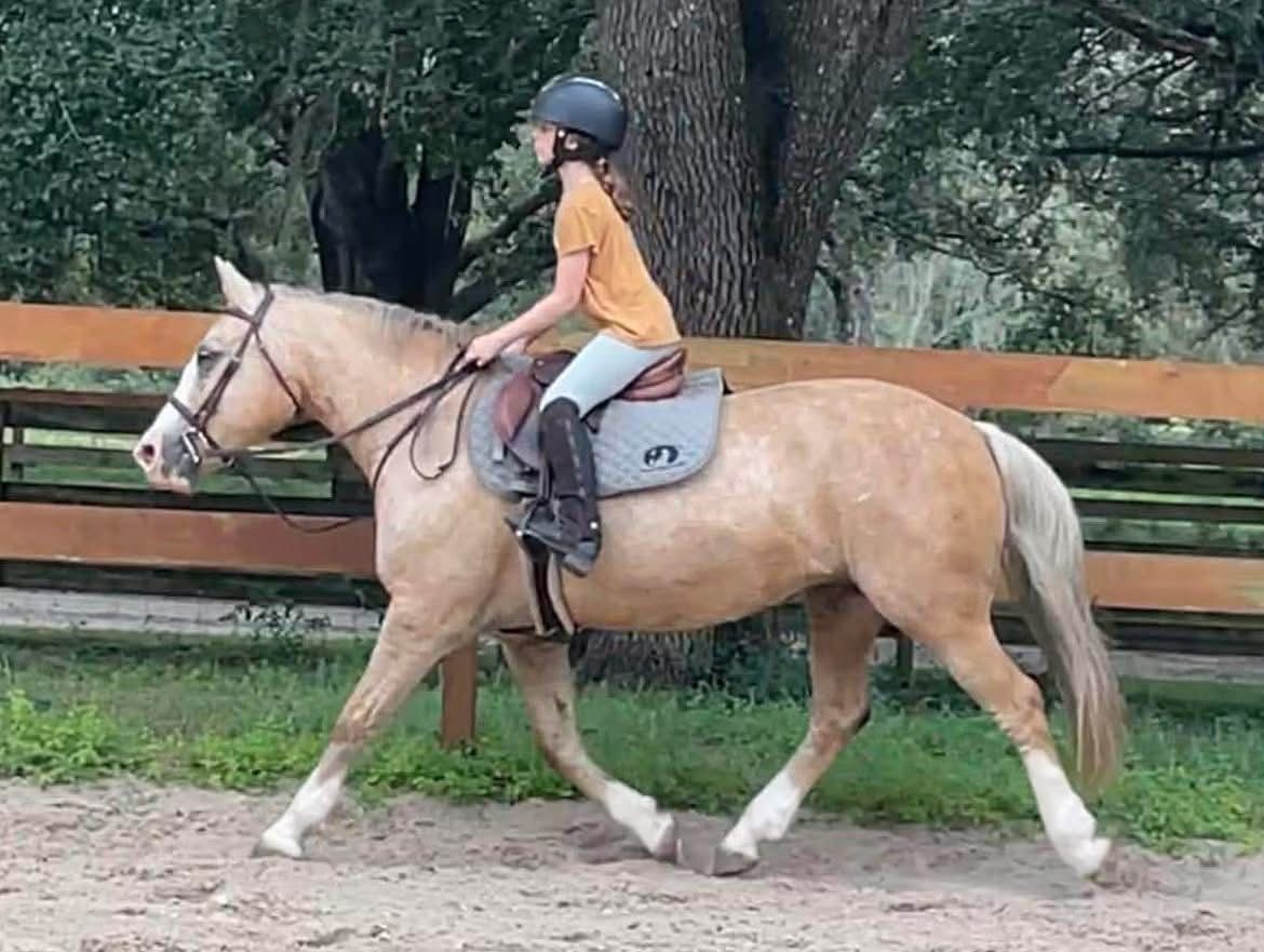 Rider on a tan horse trotting in an outdoor arena by a wooden fence and trees