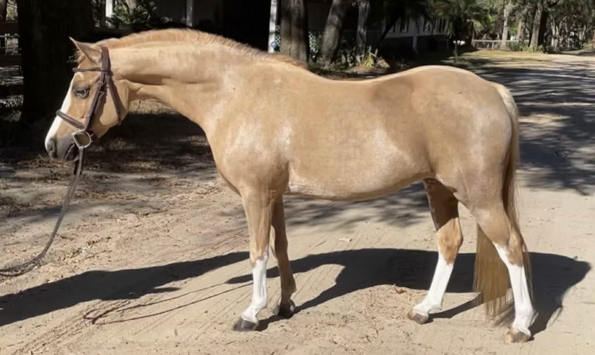 Light tan horse standing in profile on a dirt path with a bridle, outdoors in sunlight.