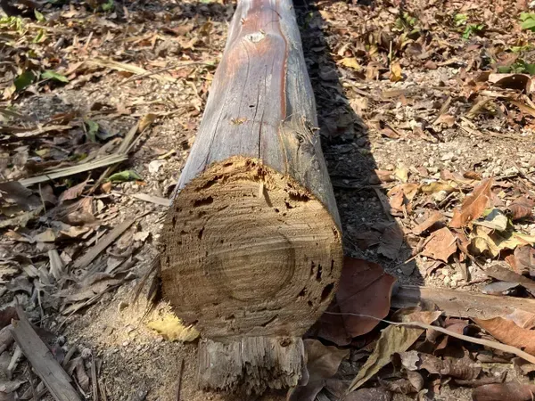 Cut log lying on dry leaves in a wooded area, with the circular end facing the camera.