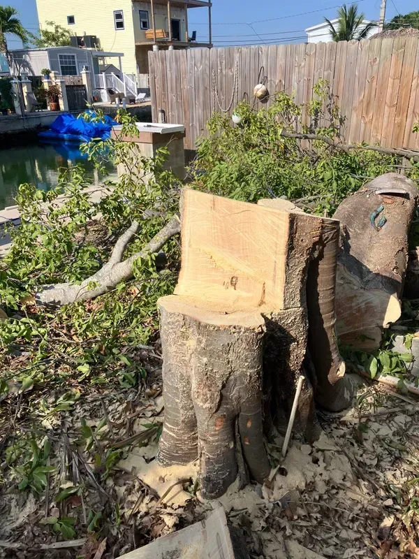 Tree stump with a freshly cut top in a backyard garden, surrounded by foliage and fence.