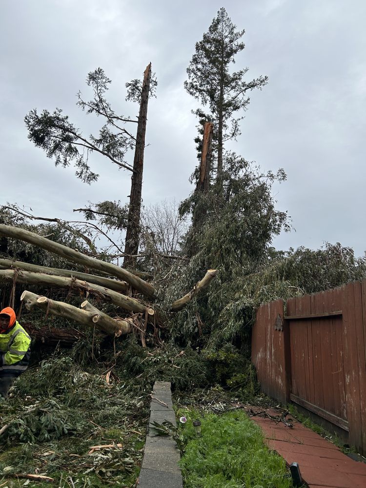 A man is standing next to a pile of fallen trees.