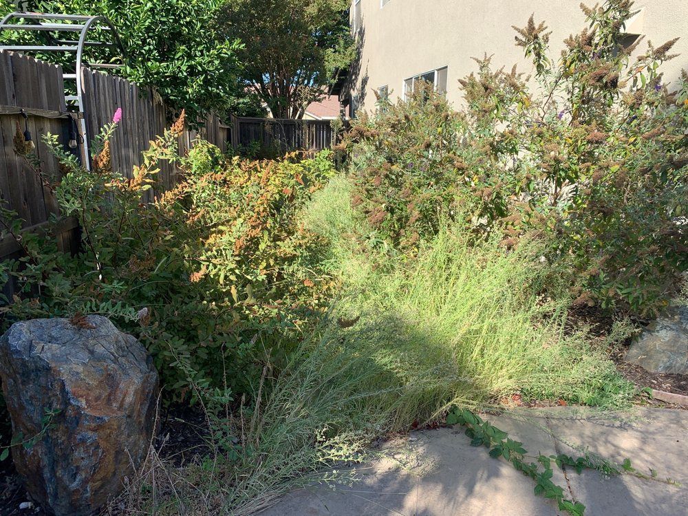 A lush green yard with a fence and lots of plants.