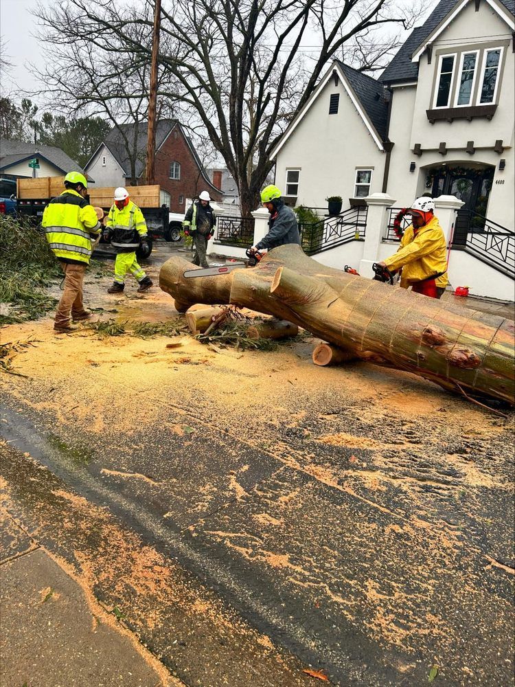 A group of people are cutting down a tree on the side of the road.