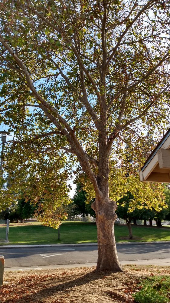 A tree with a lot of leaves is in the middle of a park.