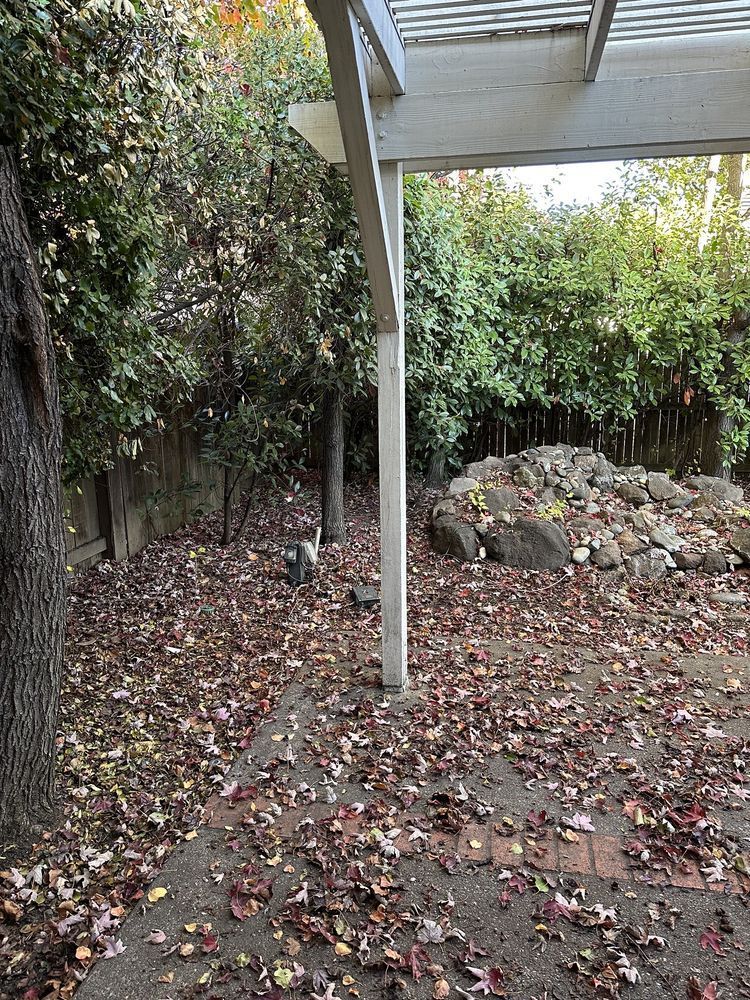 There are a lot of leaves on the ground in the backyard.
