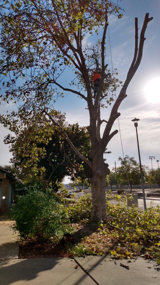 A man is cutting a tree with a chainsaw in a park.