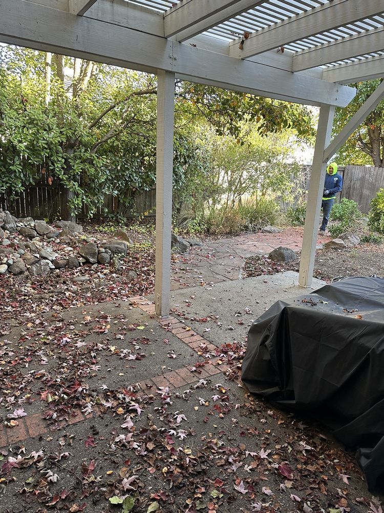 A person is standing under a pergola in a backyard covered in leaves.