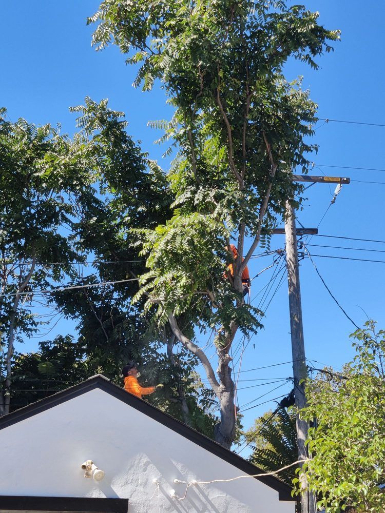 A man is cutting a tree in front of a house