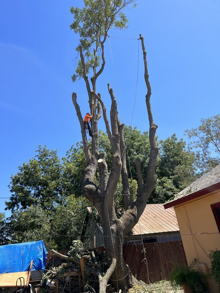 A man is climbing up a tree in front of a house.
