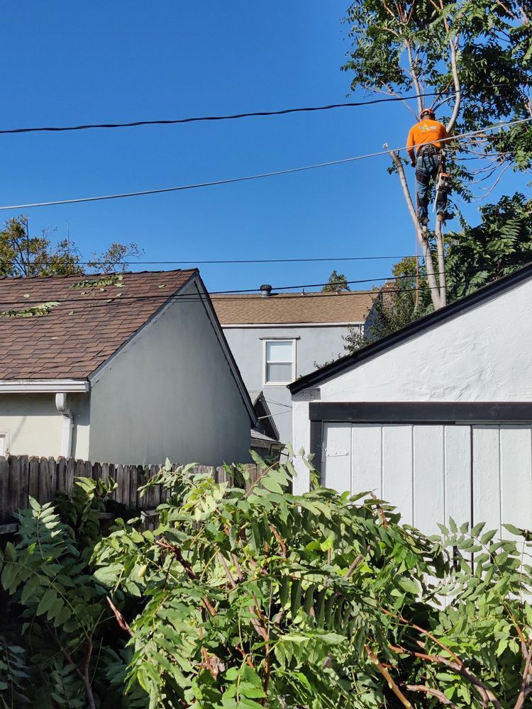 A man is climbing a tree in front of a house.
