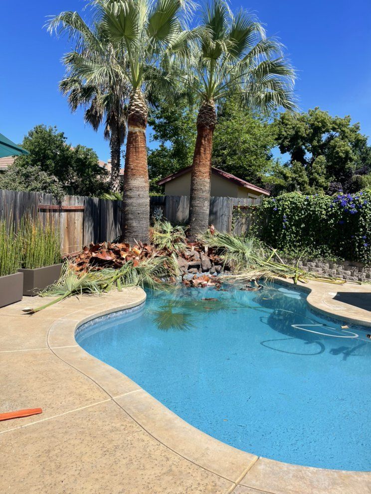 A large swimming pool with palm trees in the background