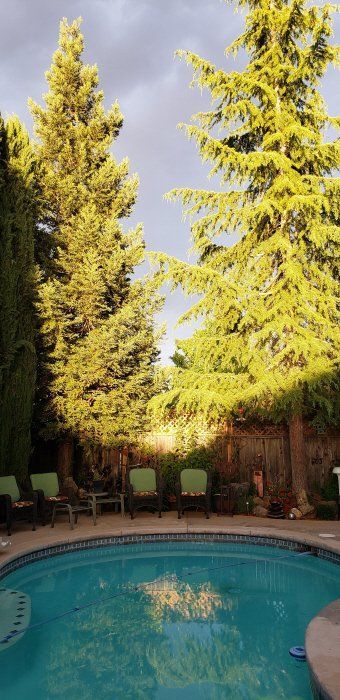 A large swimming pool surrounded by trees and chairs in a backyard.