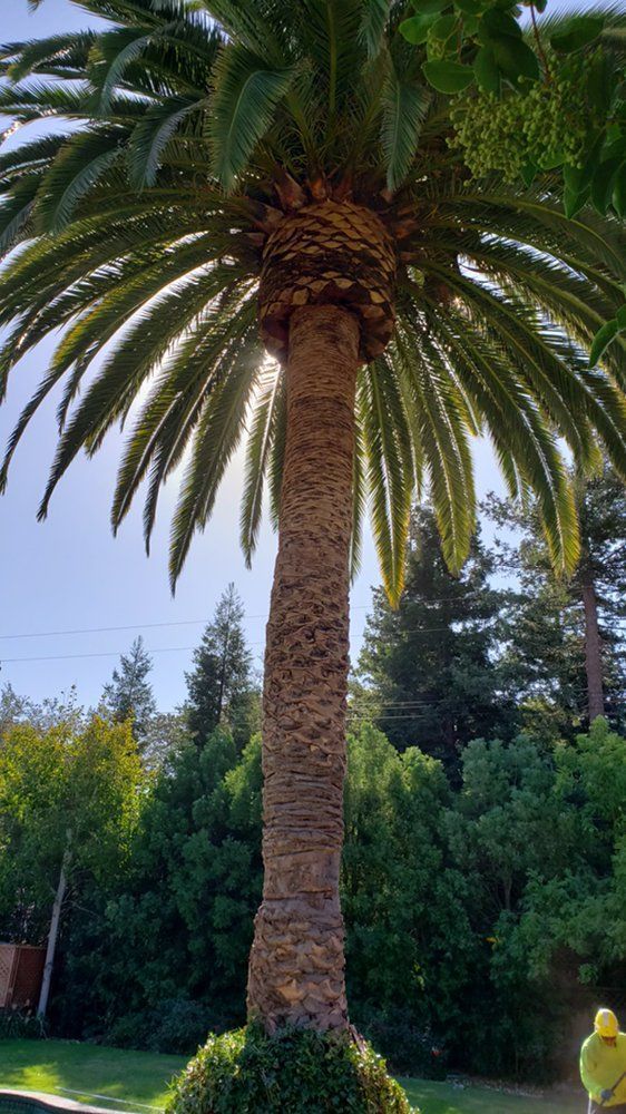 A palm tree in a yard with a fire hydrant in the foreground.
