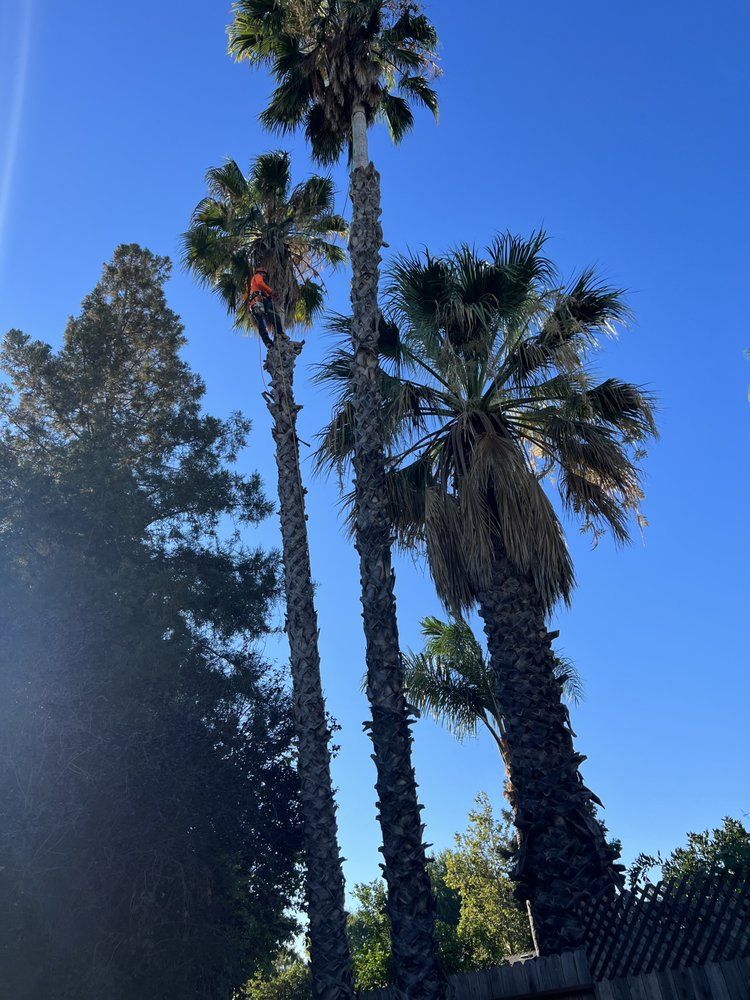 Three palm trees against a blue sky with a fence in the foreground