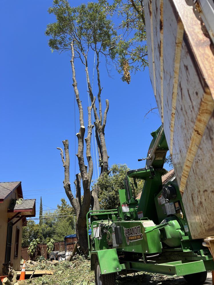 A green tree chipper is cutting down a tree in front of a house.