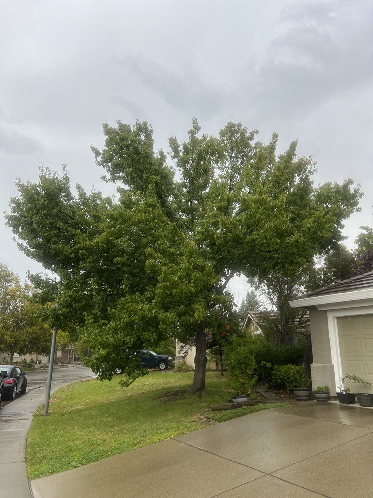 A tree in front of a house on a cloudy day.
