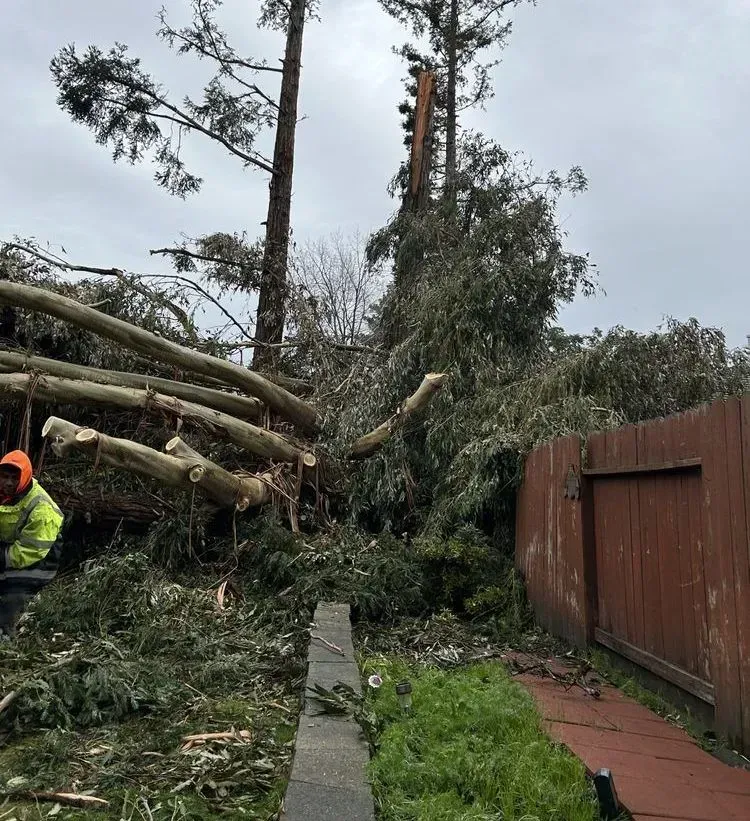 Fallen tree branches and debris blocking a yard next to a brown fence; person in yellow safety vest.