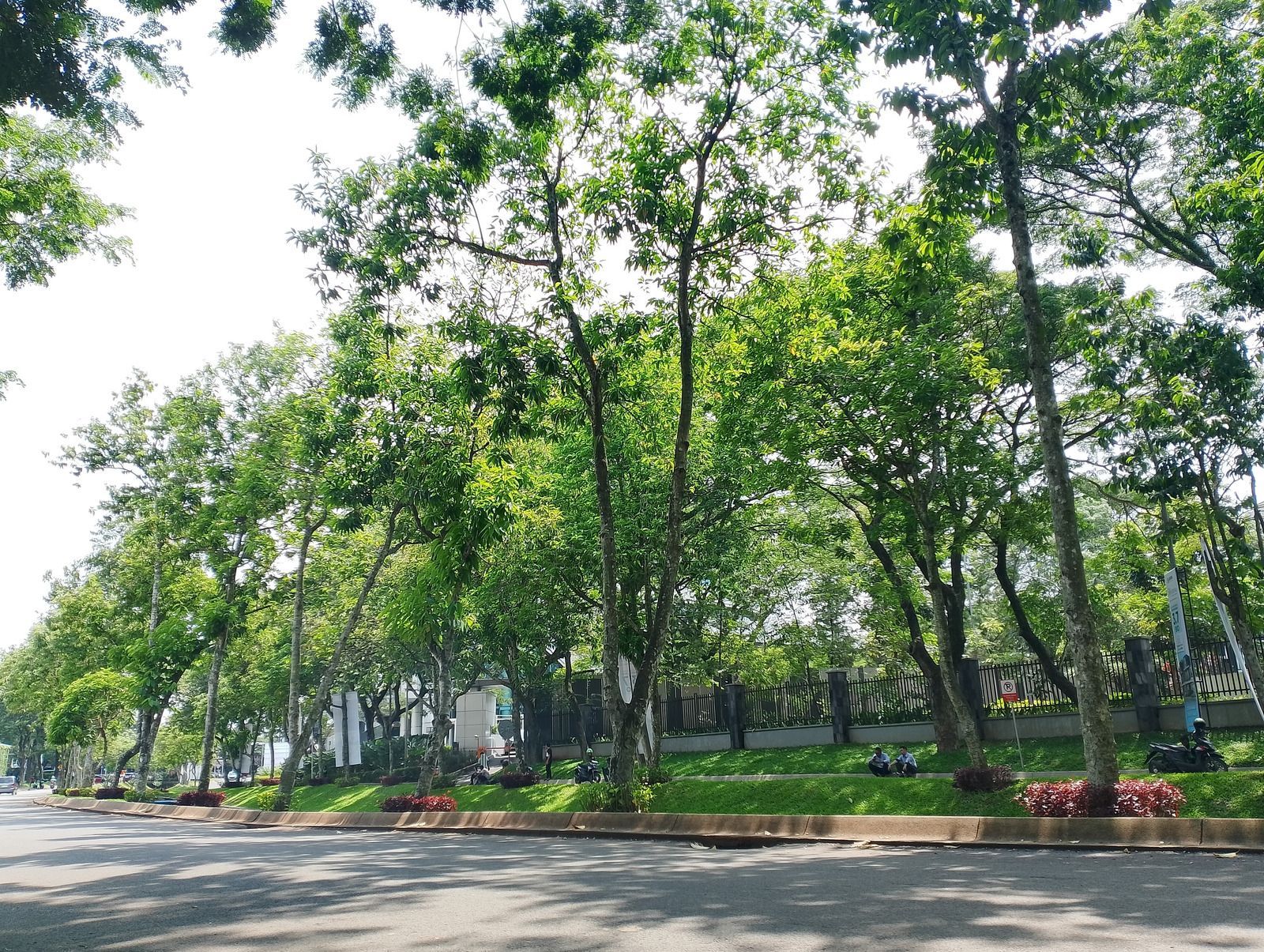 Tree-lined park road with tall green trees and flower beds along the sidewalk on a sunny day