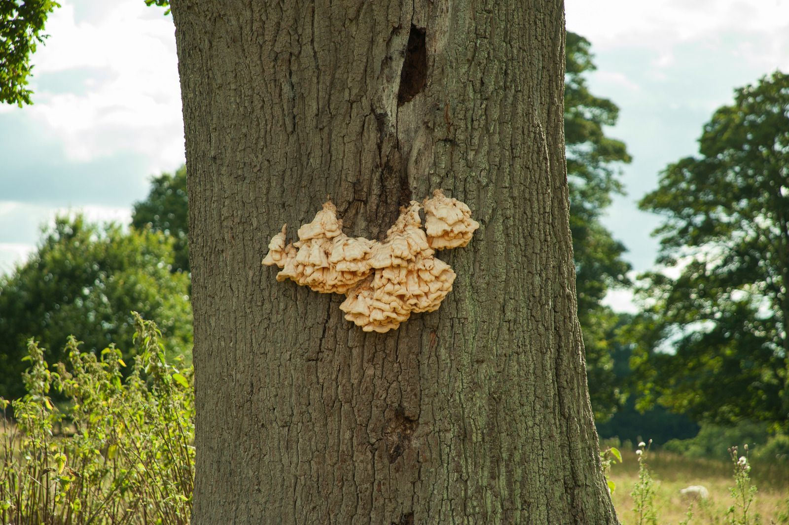 Yellow shelf mushrooms growing on a tree trunk in a grassy outdoor area