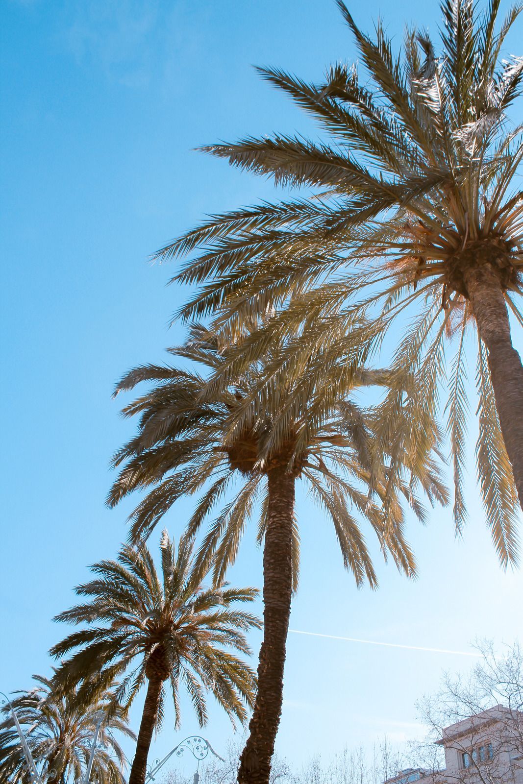 Tall palm trees silhouetted against a bright blue sky, with a building corner at the bottom right