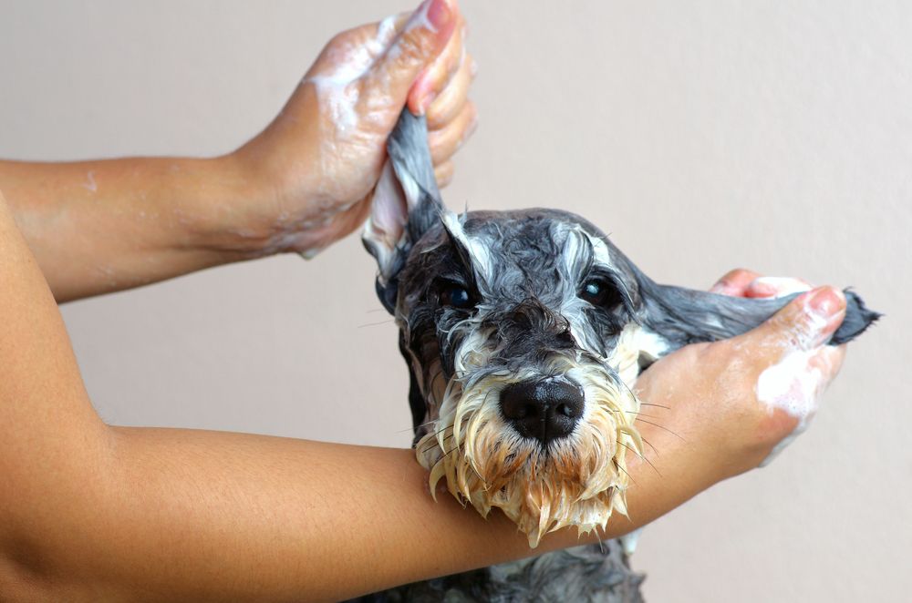 Person washing a wet, black and grey Schnauzer dog with soapy hands — Pet ID Collars in Wamberal, NSW