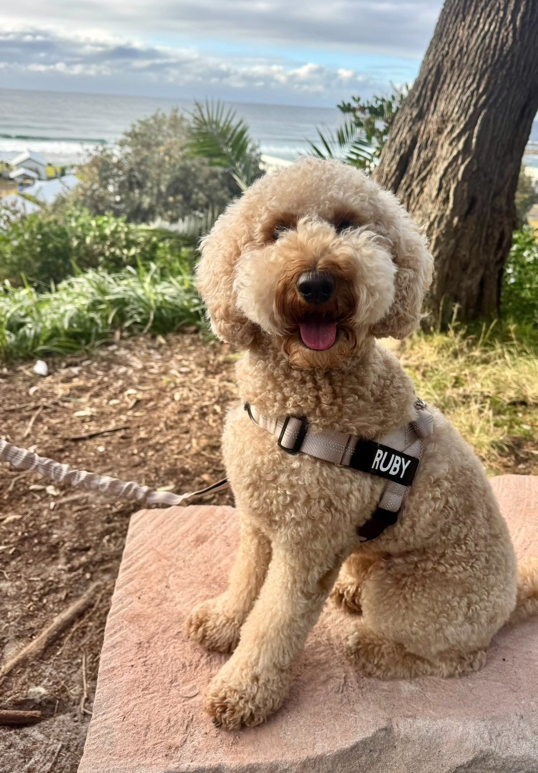 Tan Dog Wearing a Pink Harness and Purple Collar — Pet ID Collars in Wamberal, NSW