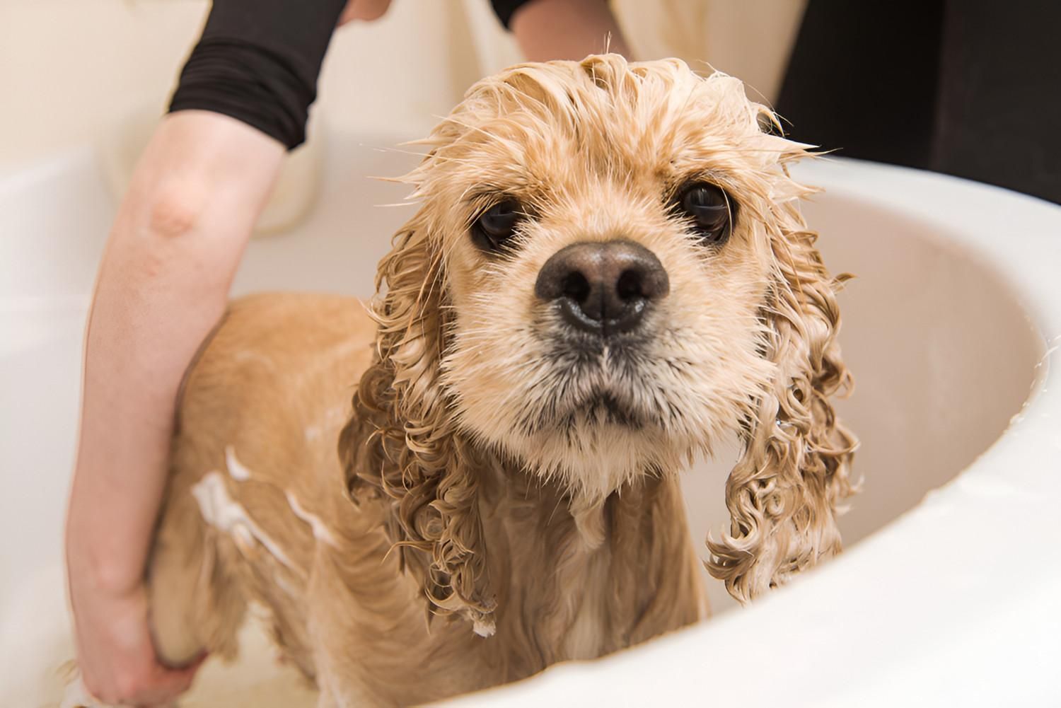 Dog Being Bathed in a White Tub — Pet ID Collars in Wamberal, NSW